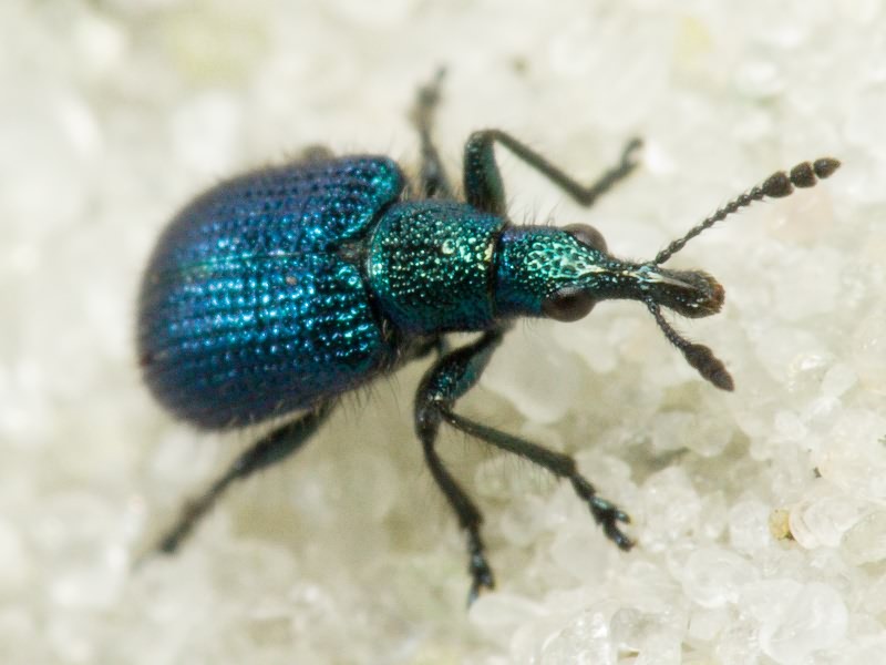 Haplorhynchites caeruleus (De Geer, 1775)